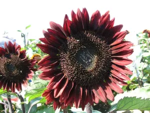 Helianthus Pro Cut Red Seeds